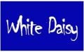 WHİTE DAİSY