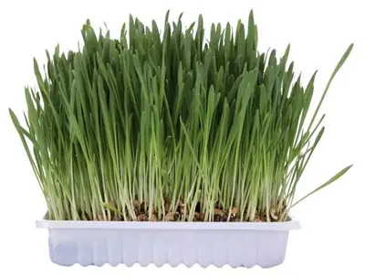 TRİXİE KEDİ ÇİMİ 100 GR