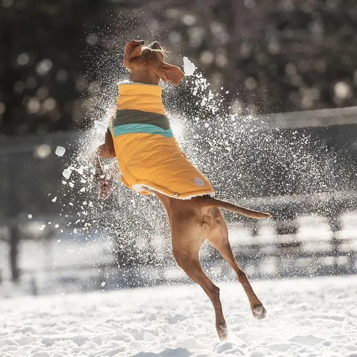GF PET ALPİNE PUFFER KÖPEK MONTU