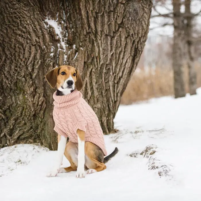 GF PET CHALET KÖPEK SÜVETERİ
