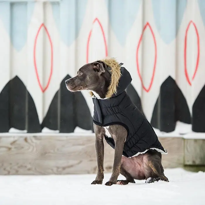 GF PET URBAN PARKA KÖPEK MONTU