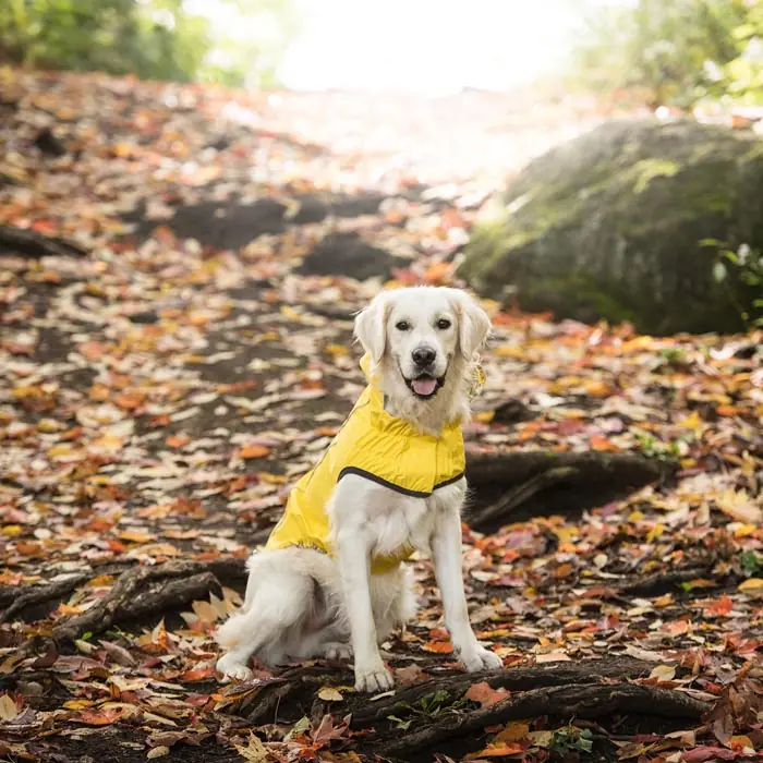 GF PET ÇİFT TARAFLI GİYDİRİLEBİLEN KÖPEK YAĞMURLUĞU