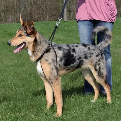 TRİXİE KÖPEK YÜRÜME EĞİTİM TASMASI LARGE 45-65 CM 25 MM
