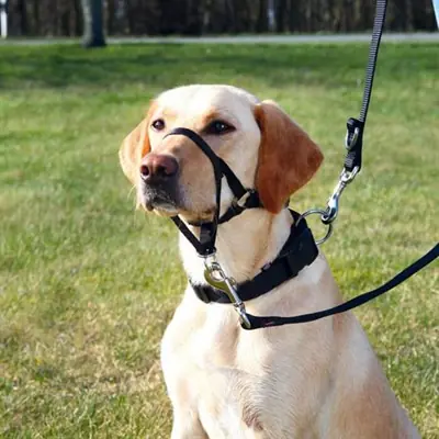TRİXİE UZMAN KÖPEK EĞİTİM TASMASI XSMALL 15 CM